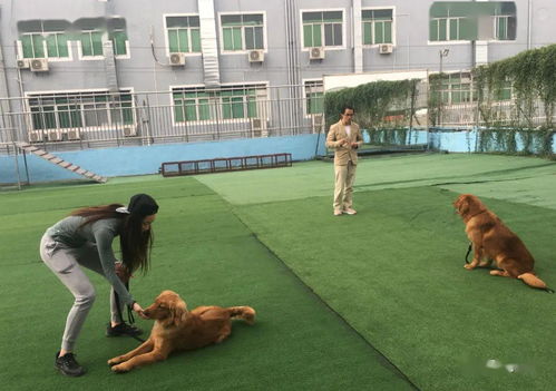 训犬师游戏,解锁狗狗潜能的奇幻旅程(图3)