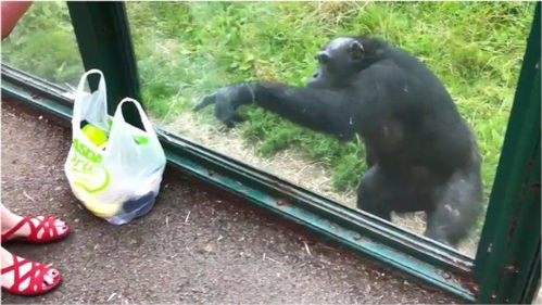 猩猩来了游戏,开启奇幻之旅(图2) 猩猩来了游戏,开启奇幻之旅(图2)