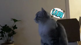 我要玩小猫游戏,开启与小猫的欢乐互动之旅(图1) 我要玩小猫游戏,开启与小猫的欢乐互动之旅(图1)