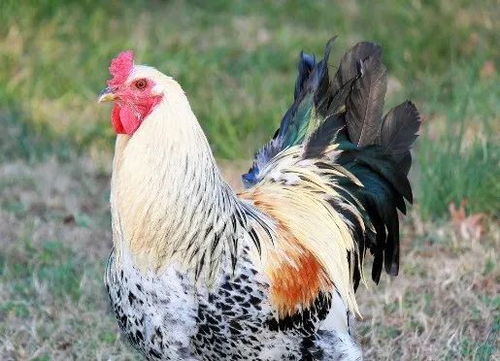 富贵鸡游戏违法吗(图2)