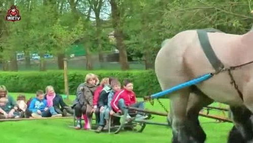 几匹马的游戏怎么玩,几匹马游戏的趣味玩法揭秘(图2) 几匹马的游戏怎么玩,几匹马游戏的趣味玩法揭秘(图2)