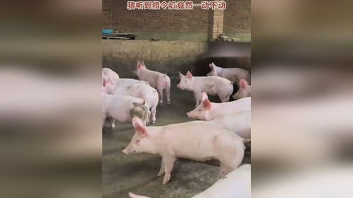 猪的游戏都有哪些,盘点猪的游戏世界(图3)