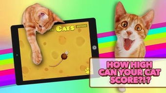 猫玩的手机游戏,猫咪手机游戏大揭秘(图1) 猫玩的手机游戏,猫咪手机游戏大揭秘(图1)