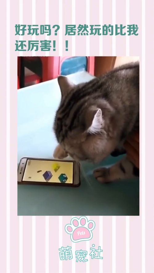 猫玩的手机游戏,猫咪手机游戏大揭秘(图2) 猫玩的手机游戏,猫咪手机游戏大揭秘(图2)