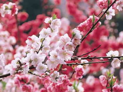 桃花桃花几朵开游戏,探寻民间传说的智慧与趣味(图3) 桃花桃花几朵开游戏,探寻民间传说的智慧与趣味(图3)