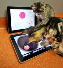 猫玩什么游戏,盘点猫咪喜爱的趣味游戏(图1) 猫玩什么游戏,盘点猫咪喜爱的趣味游戏(图1)